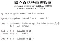 南亞孔雀蘚藏品圖，第2張
