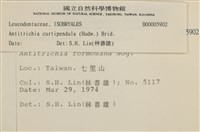 臺灣逆毛蘚藏品圖，第2張