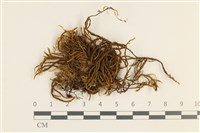 臺灣逆毛蘚藏品圖，第1張