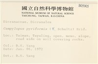 梨蒴曲柄蘚藏品圖，第2張