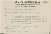 羽枝青蘚藏品圖，第2張