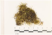 羽枝青蘚藏品圖，第1張