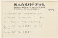 三角葉護蒴苔藏品圖，第2張