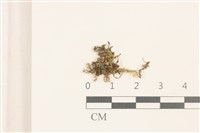 三角葉護蒴苔藏品圖，第1張
