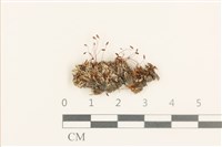 真蘚藏品圖，第1張