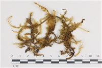 登錄號:B00005952藏品圖，第1張