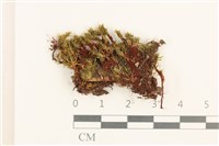 登錄號:B00005953藏品圖，第1張