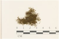 登錄號:B00005954藏品圖，第1張