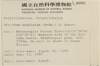 仙鶴蘚藏品圖，第2張