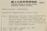 鞭枝懸蘚藏品圖，第2張