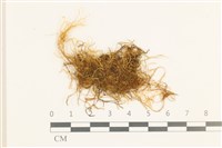 鞭枝懸蘚藏品圖，第1張