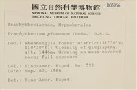 羽枝青蘚藏品圖，第2張