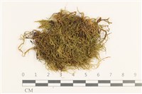 羽枝青蘚藏品圖，第1張