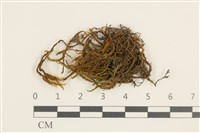 登錄號:B00005967藏品圖，第1張