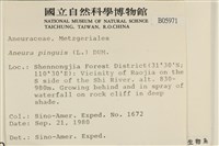 綠片苔藏品圖，第2張