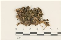 綠片苔藏品圖，第1張