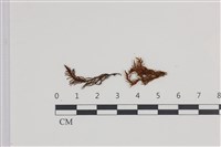 山羽蘚藏品圖，第1張