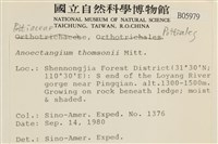 索氏叢本蘚藏品圖，第2張