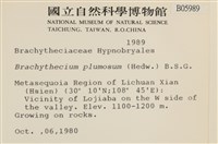 羽枝青蘚藏品圖，第2張