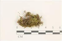 溪邊青蘚藏品圖，第1張