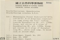 溪邊青蘚藏品圖，第2張