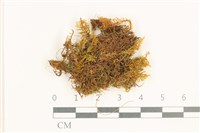 登錄號:B00006002藏品圖，第1張