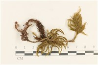 登錄號:B00006006藏品圖，第1張