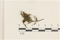 登錄號:B00006007藏品圖，第1張