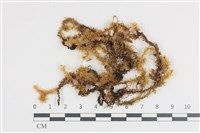 登錄號:B00006013藏品圖，第1張