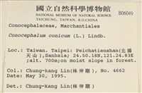 蛇苔藏品圖，第2張