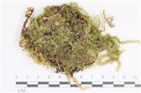 登錄號:B00006082藏品圖，第1張