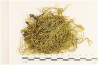 登錄號:B00006109藏品圖，第1張