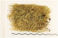 登錄號:B00006117藏品圖，第1張