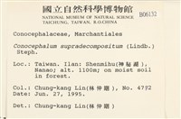 小蛇苔藏品圖，第2張