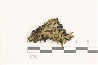 小蛇苔藏品圖，第1張