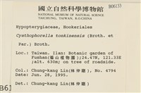 粗齒雉尾蘚藏品圖，第2張