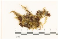 粗齒雉尾蘚藏品圖，第1張