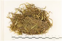 登錄號:B00006135藏品圖，第1張