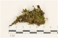 登錄號:B00006137藏品圖，第1張