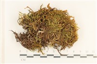 登錄號:B00006140藏品圖，第1張