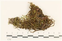 臺灣逆毛蘚藏品圖，第1張