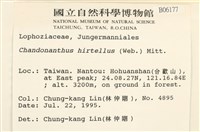 齒邊廣萼苔藏品圖，第2張