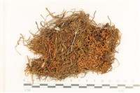 齒邊廣萼苔藏品圖，第1張