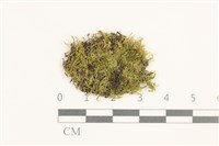 登錄號:B00006194藏品圖，第1張