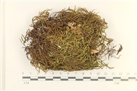 登錄號:B00006208藏品圖，第1張