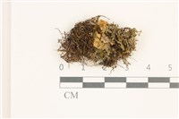 毛擬叉苔藏品圖，第1張