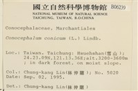 蛇苔藏品圖，第2張