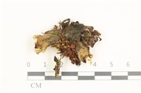 蛇苔藏品圖，第1張