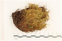 登錄號:B00006245藏品圖，第1張