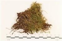 登錄號:B00006248藏品圖，第1張